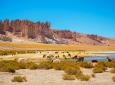 ¿Qué hacer en San Pedro de Atacama y sus alrededores? Tour fotográfico en el Salar de Tara