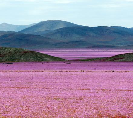 Mira lo que hace un año de lluvias en el lugar más seco de la Tierra