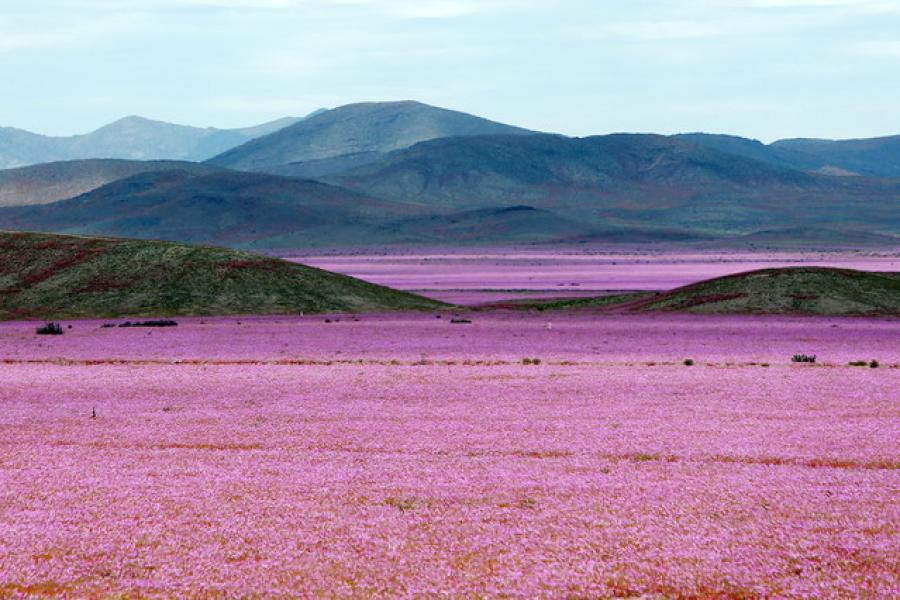 Mira lo que hace un año de lluvias en el lugar más seco de la Tierra