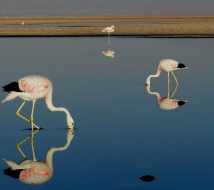 Flamencos en el desierto de Atacama